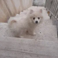 سگ پامر(ماده)|سگ|مشهد, آبکوه|دیوار