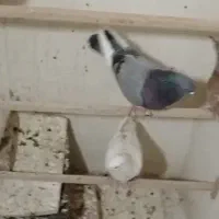 کفتر گمشده مژدگانی خوب|پرنده|شهریار, شهرک بهاران (ویره)|دیوار