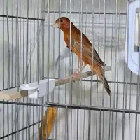 جفت قناری اماده اماده