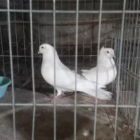 نروماده پرشی تضمینی|پرنده|اصفهان, دستگرده|دیوار