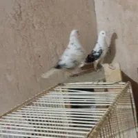 یهجفتکبوتر|پرنده|لاران, |دیوار