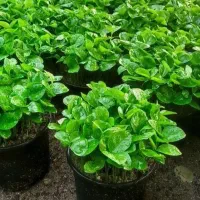 سبزه نارنج پیش فروش شد