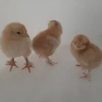 برهما جوجه از ۱ روز تا ۱ ماهگی