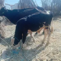 تعداد گاو وگوساله