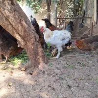 ۲ عدد مرغ و ۱ عدد خروس