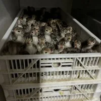 جوجه بوقلمون برنز|حیوانات مزرعه|گرگان, |دیوار