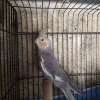 ۳ عدد عروس هلندی بالغ|پرنده|قزوین, |دیوار