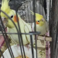 جفت مولد عروس هلندی و طوطی برزیلی