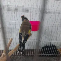 سهره نرچهارگل بخون|پرنده|تایباد, |دیوار