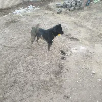 سگ‌سرابی|سگ|ایجرود, |دیوار