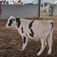 گوساله سیمینتال اصل درجه 1|حیوانات مزرعه|لالی, |دیوار