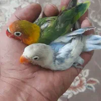 طوطی برزیلی دستی|پرنده|پاکدشت, پاکدشت (مامازند)|دیوار