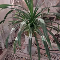 گل با گلدان
