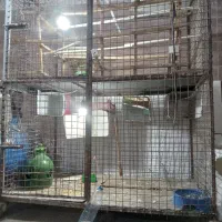 یک عدد قفس دوطبقه|لوازم جانبی حیوانات|شهریار, شهرک بهاران (ویره)|دیوار
