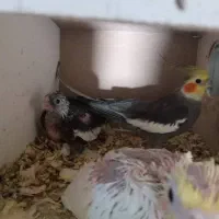 دو تا جوجه طوطی عروس هلندی