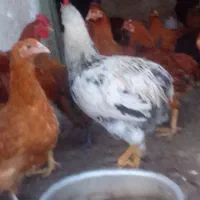 خروس محلی|حیوانات مزرعه|زیرآب, |دیوار