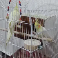 عرو هلندی مبدل زعفرانی کشیده نر و ماده