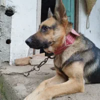 سگ ژرمن ورک چک