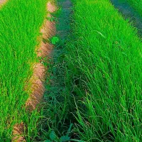 نهال پیاز راتاپاکتی|گل و گیاه طبیعی|جیرفت, |دیوار