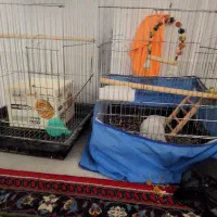 قفس بزرگ|لوازم جانبی حیوانات|مرودشت, ابوذر شمالی‎|دیوار