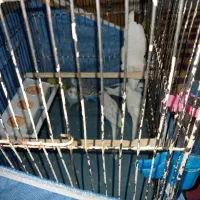 عروس هلندی مولد ، مرغ عشق ، فنچ نر|پرنده|قزوین, |دیوار