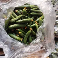 پذیرش سفارش خیار مجلسی