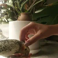 عروس هلندی ماده رام