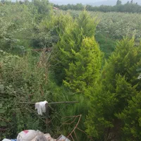 ۲۴۰۰متر باغ کیوی وخرمالو مازندران نشتارود کترا|فروش دفتر صنعتی، کشاورزی، تجاری|کرج, فاز ۴ مهرشهر|دیوار