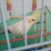 عروس بندی جفت