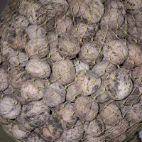 گردو خشک اِمسالی چرب و روغنی سفید.