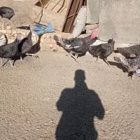 بوقلمون و مرغ|حیوانات مزرعه|گلپایگان, |دیوار