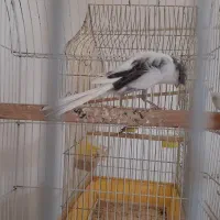 قناری رسمی بلند ماده