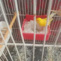 قناری جفت زرد وسرخ با سه عددتخم|پرنده|سبزوار, طبرسی (جعفرآباد)|دیوار