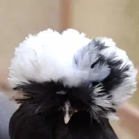 جوجه مرغ لهستانی ۷ روزه و یکماهه