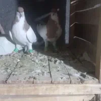 ساده|پرنده|زبرخان, |دیوار