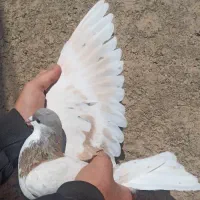 کبوتر ساده هفت‌رنگ ودم سفید