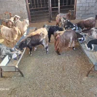 بز  داشتی  و کشتی|حیوانات مزرعه|خرم‌آباد, |دیوار