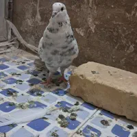 کبوتر|پرنده|زارچ, |دیوار