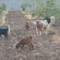 دامداری گوسفند وبز|حیوانات مزرعه|بیستون, |دیوار