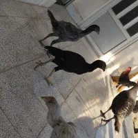 3عدد لاری نژاد دار سالم و سرحال|حیوانات مزرعه|گنبد کاووس, |دیوار