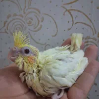 عروس هلندی لوتینو زعفرونی سرلاکی