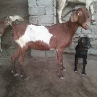 بزخوب و چاق 10000000|حیوانات مزرعه|بند زرک, |دیوار