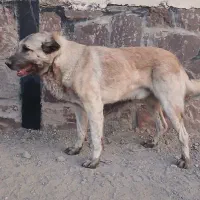 سگ نگهبان|سگ|بومهن, |دیوار