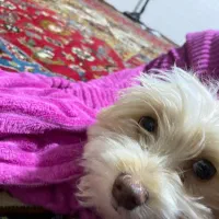 توله سگ پودل|سگ|هشتگرد, شهرک اقدسیه|دیوار