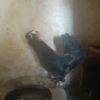 خروس سلطان ۱۲۰۰