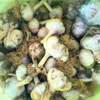 فروش سیر