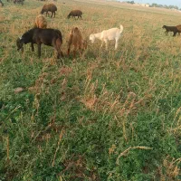 فروش بزغاله نروماده خارجی