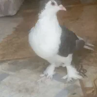 یک جفت کبوتررنگی|پرنده|جالق, |دیوار