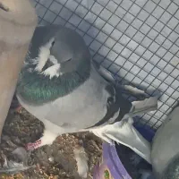 کبوتر دمگیر