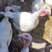 بوقلمون ارگانیک گوشتی|حیوانات مزرعه|خورش رستم, |دیوار